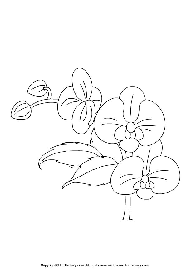 Orchid Coloring Sheet