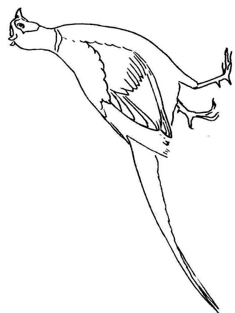 Pheasant Coloring Pages - Best Coloring Pages For Kids