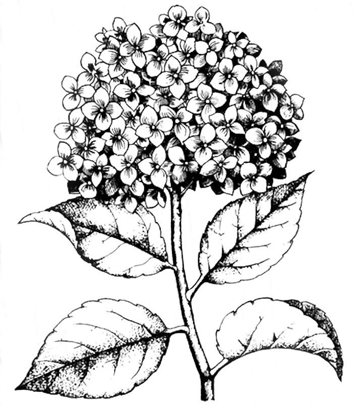Hydrangea Stamp Coloring Page | Hydrangea colors, Hydrangea, Coloring pages
