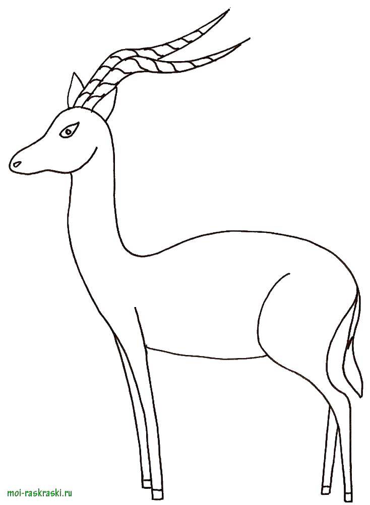 Online coloring pages Coloring page Gazelle wild animals, Coloring pages  for kids.