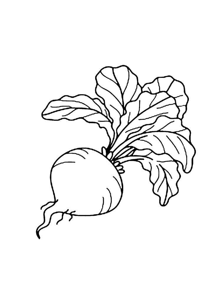 Beet coloring pages. Download and print Beet coloring pages