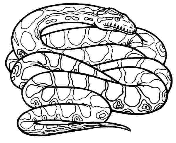 Harry potter snake coloring pages – Huangfei.info