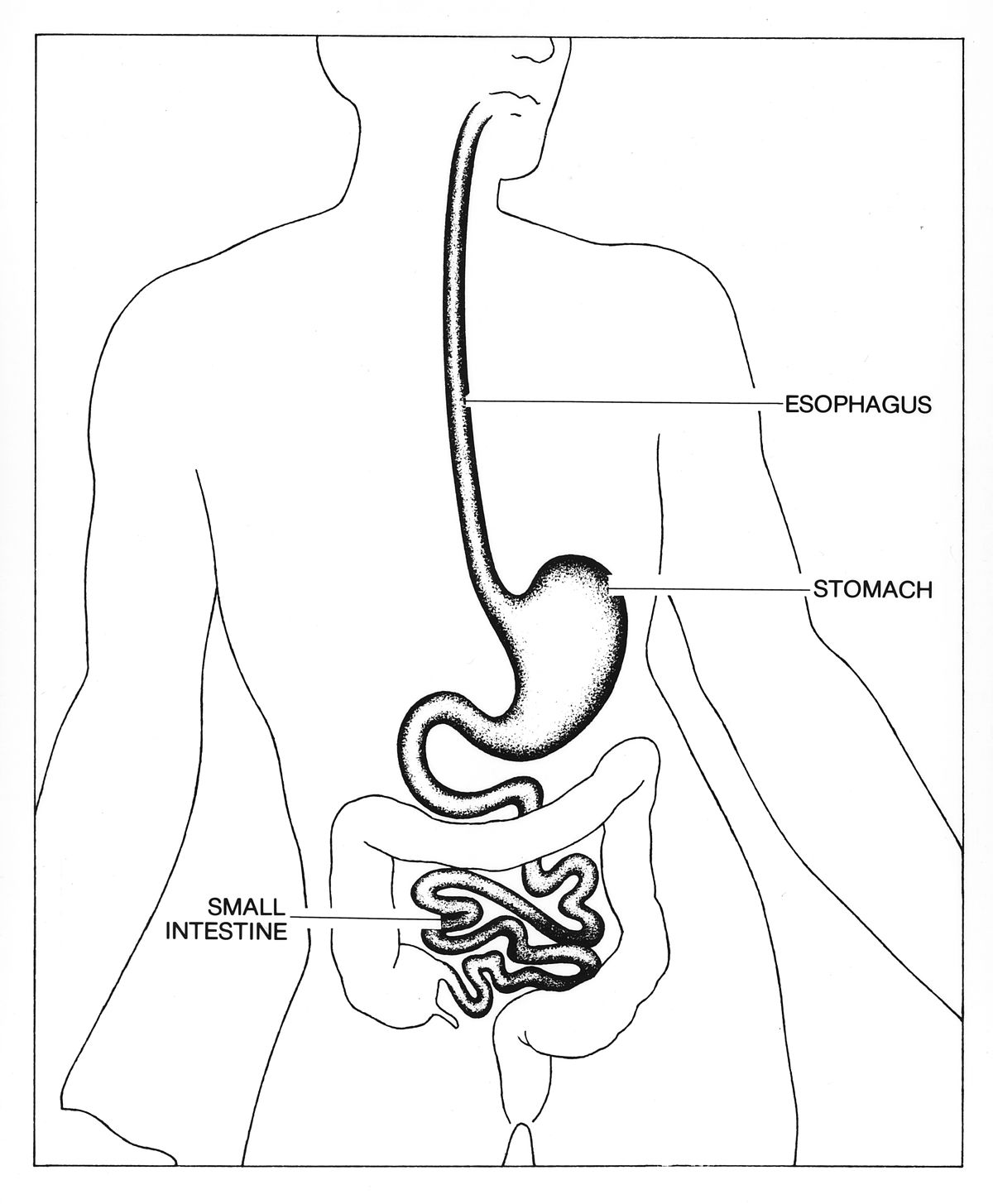 File:Esophagus, stomach, small intestine.jpg - Wikimedia Commons