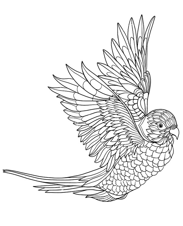 Printable colouring pages with birds, parrot to color
