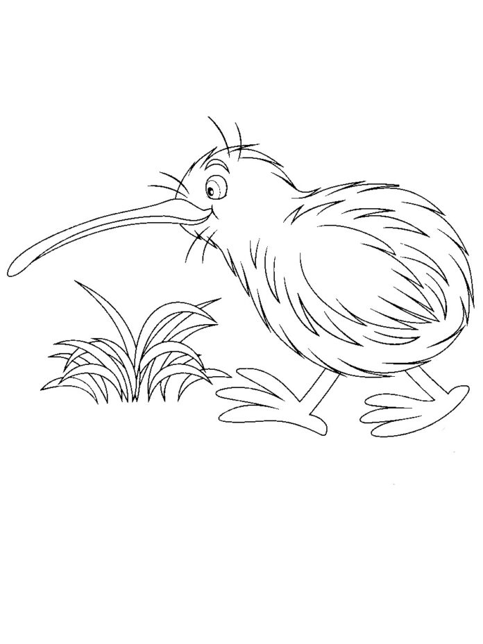 Kiwi bird coloring book to print and online