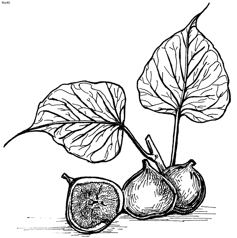 figs coloring page - Clip Art Library