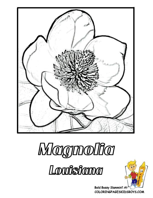 Louisiana State Flower Coloring Page. Magnolia Flower. USA - Coloring ...