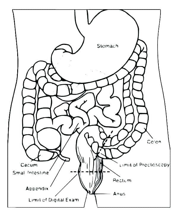 35 Body Systems Coloring Pages - Free Printable Coloring Pages