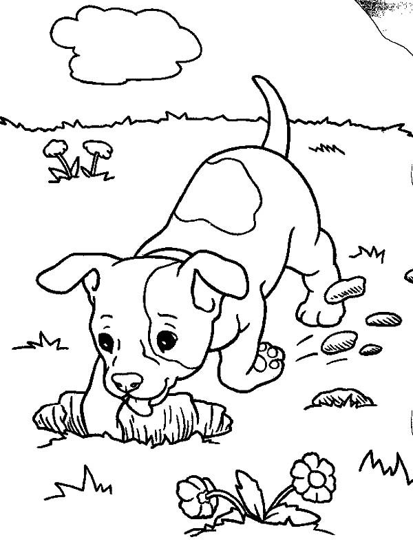 Chihuahua Dog Digging a Hole Coloring Pages - NetArt | Dog coloring page,  Puppy coloring pages, Animal coloring pages