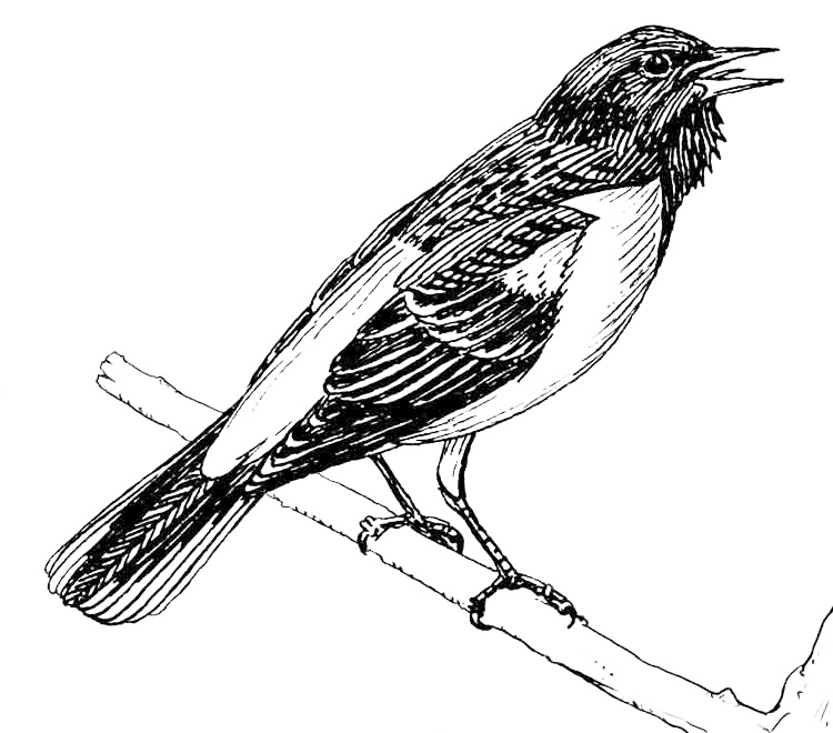 Baltimore Oriole coloring page - Coloring Pages 4 U