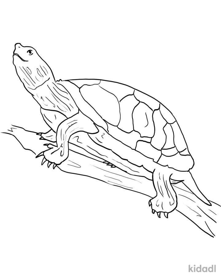 25 Free Turtle Coloring Pages for Kids and Adults