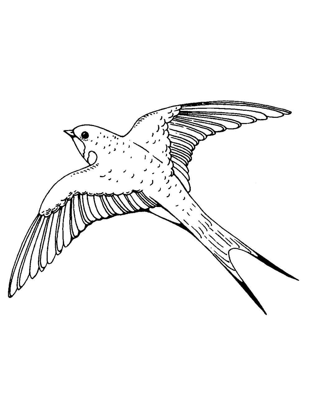 Swallow coloring pages. Download and print Swallow coloring pages
