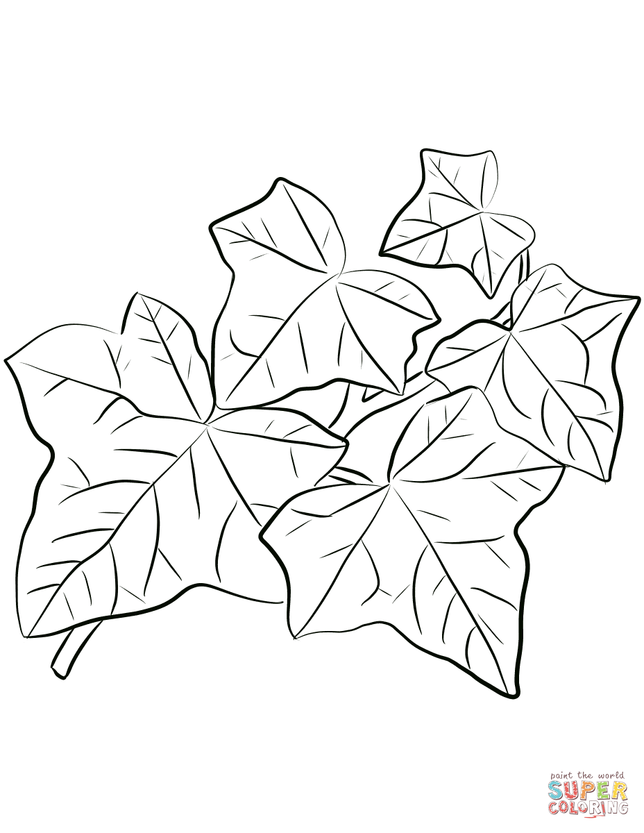 Common Ivy Leaves coloring page | Free Printable Coloring Pages