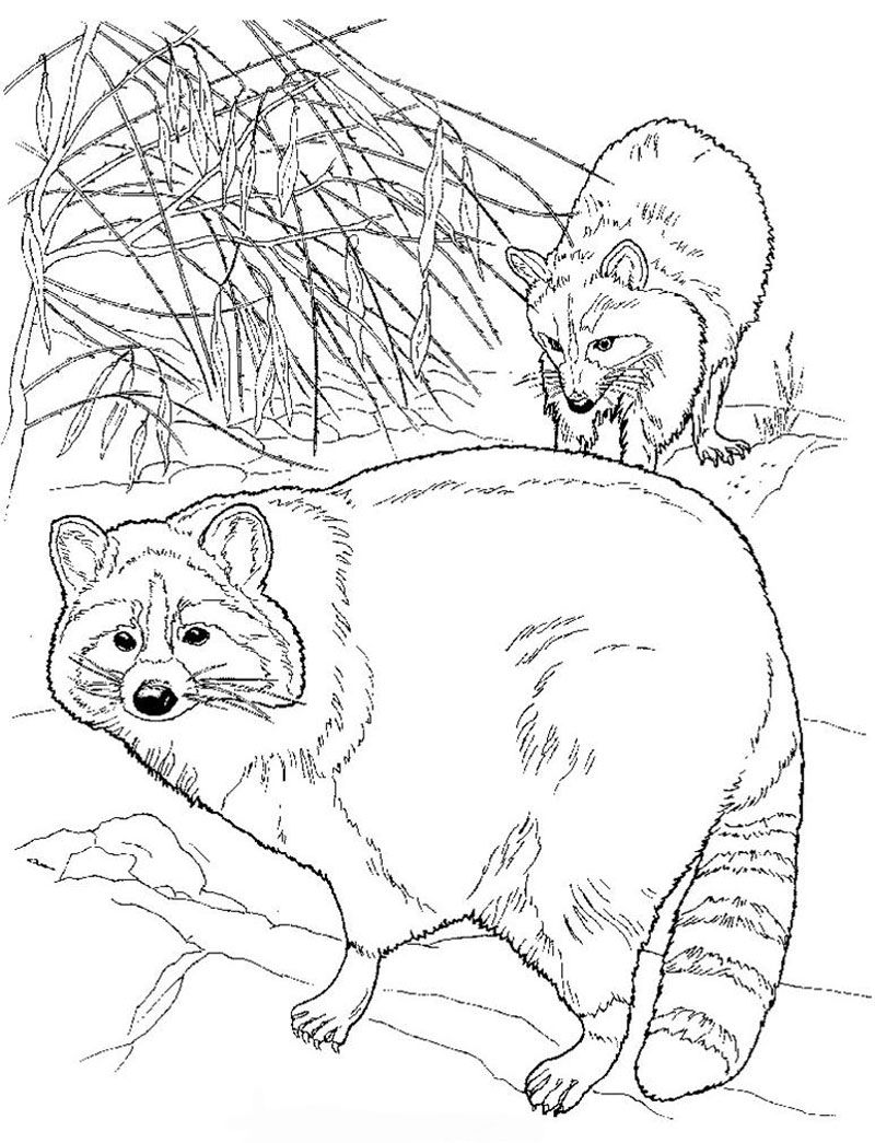 Raccoon Color Page | Animal coloring pages, Camping coloring pages, North  american raccoon