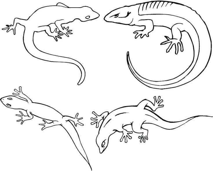 Gecko Coloring Pages - Best Coloring Pages For Kids | Family coloring pages,  Coloring pages, Coloring pages for kids