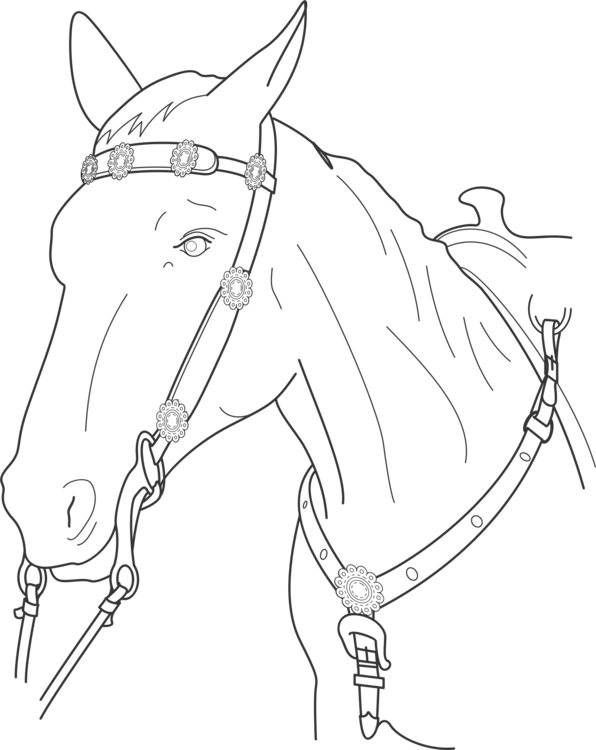 Horse Tack,Horse Supplies,Figure Drawing PNG Clipart - Royalty Free SVG /  PNG