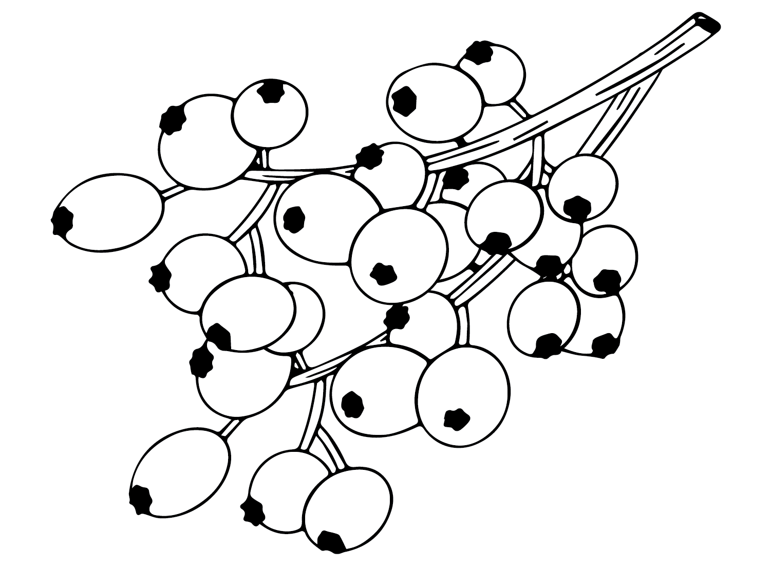 Sprite Cranberry Coloring Pages - Cranberry Coloring Pages - Coloring Pages  For Kids And Adults