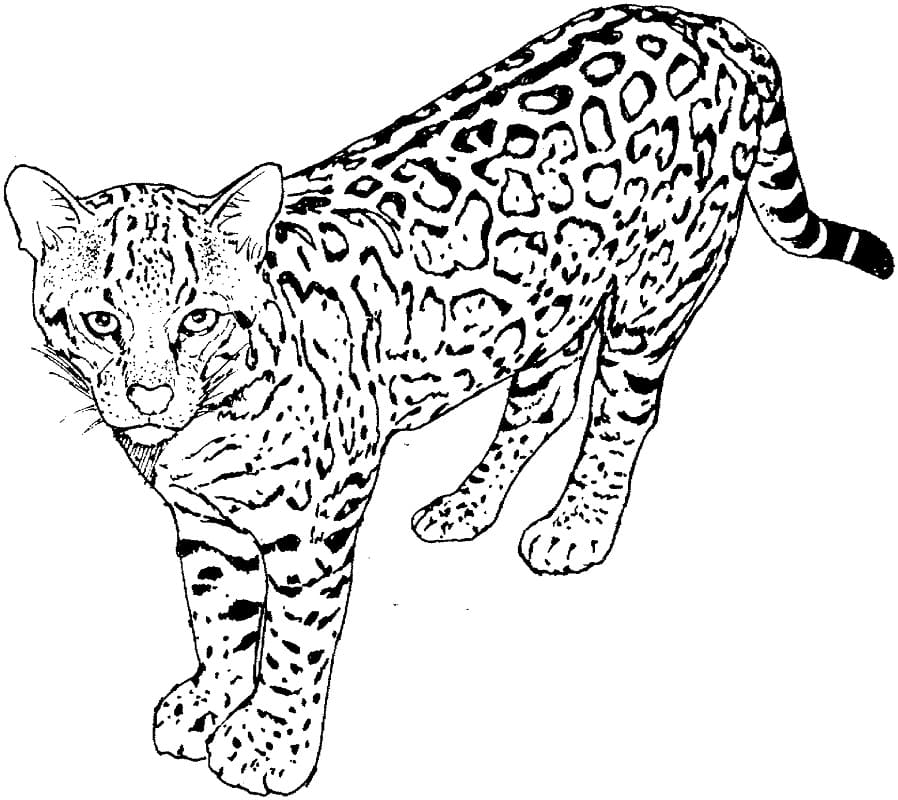 Leopard to Print Coloring Page - Free Printable Coloring Pages for Kids