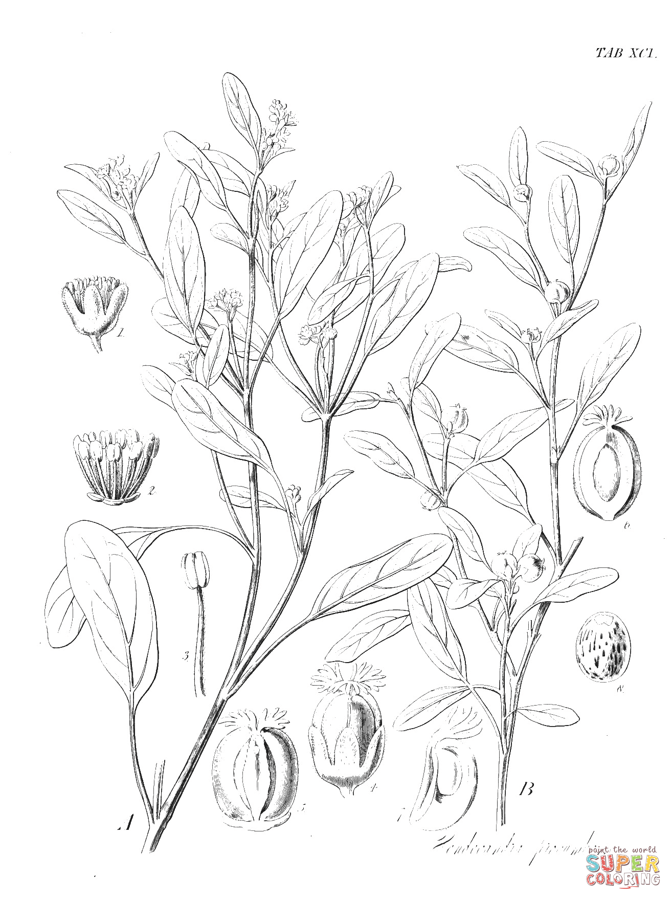 Vintage Botanical Illustration coloring page | Free Printable Coloring Pages