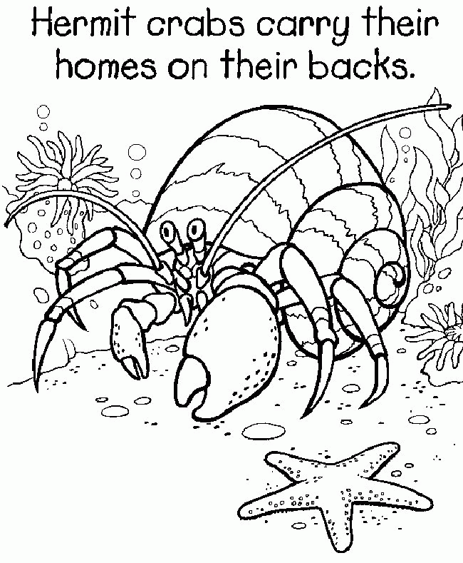 Hermit Crab Coloring Page | Printable Coloring Pages