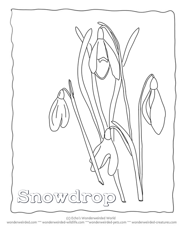 Snowdrop Flowers to Color, Snowdrop Pictures from our Flower 