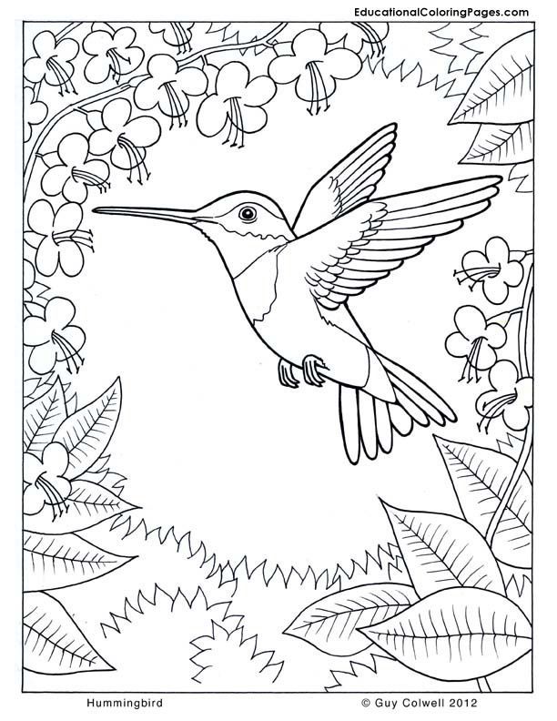 coloring pages hummingbirds | COLORING THERAPY