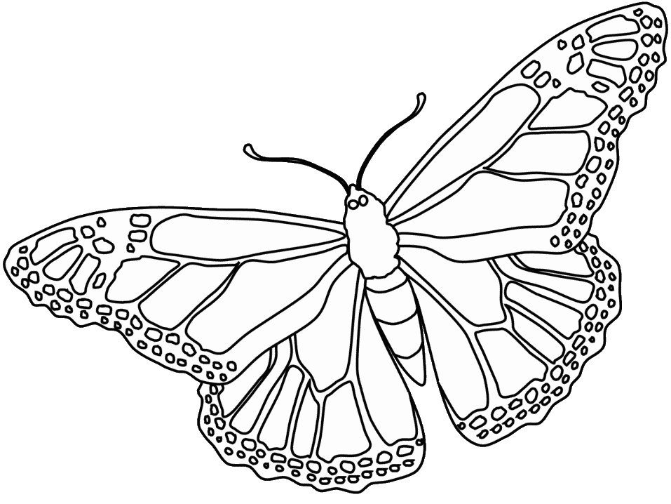 Butterfly Coloring Pages 91 260168 High Definition Wallpapers 