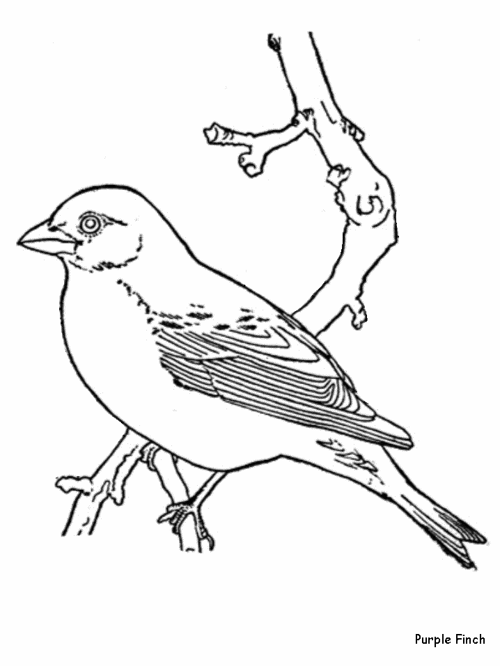 Bird Coloring Pages (3) - Coloring Kids