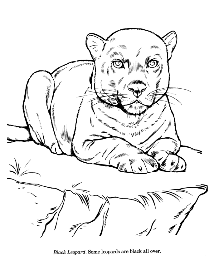 Cheetah Coloring Pages