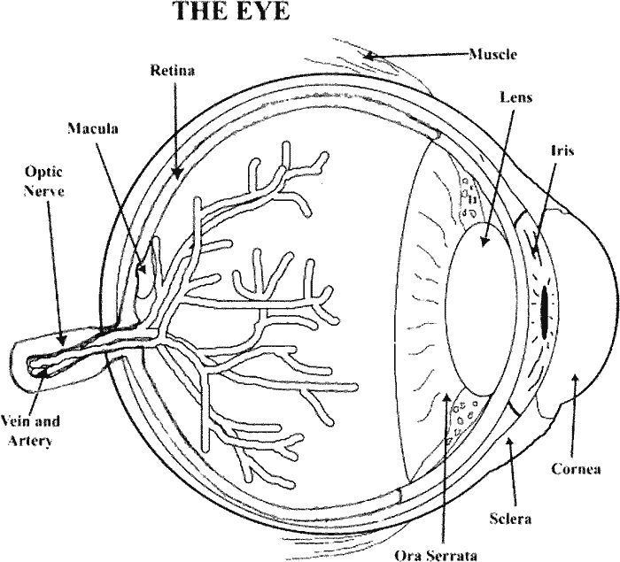 anatomy coloring pages | Human ...