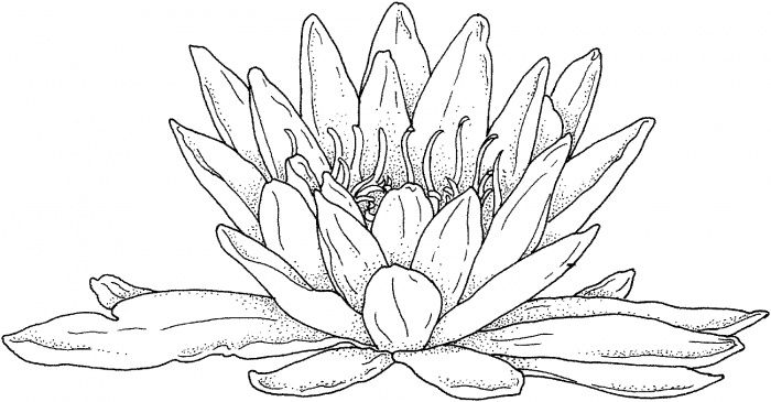 Blooming Water Lily coloring page | SuperColoring.com | Water lily drawing, Coloring  pages, Coloring pages for grown ups