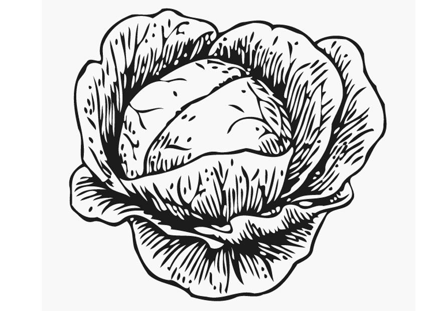 Coloring Page cabbage - free printable coloring pages - Img 12898