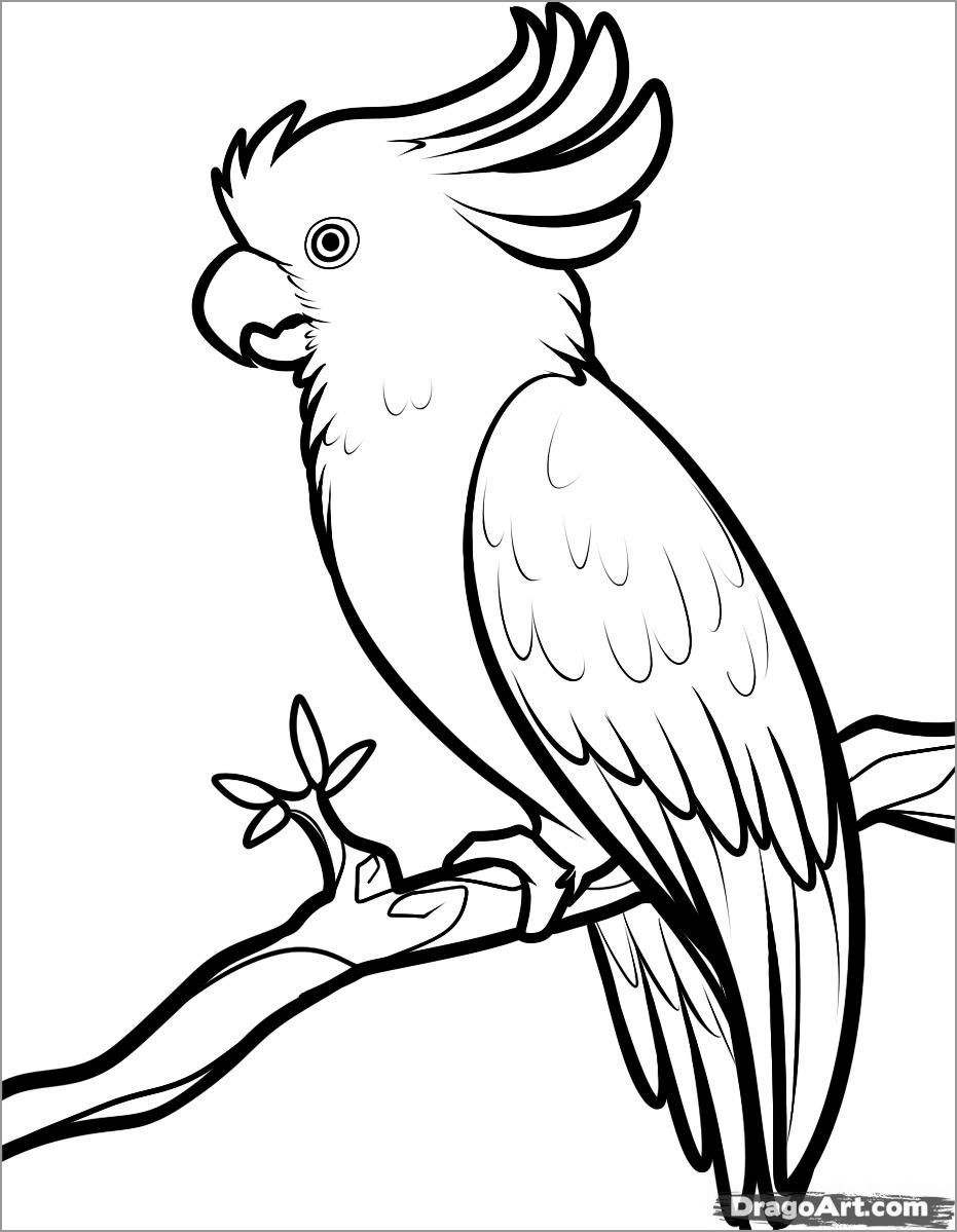 Sulphur Crested Cockatoo Coloring Pages - ColoringBay