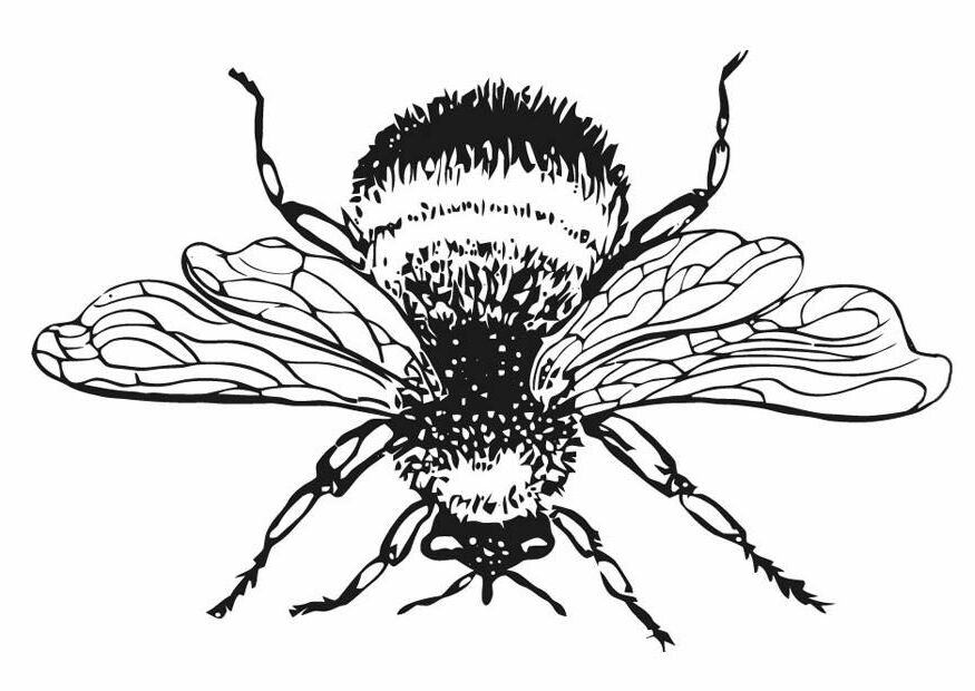 50+ The Bees Knees ideas | bees knees, bee keeping, bee