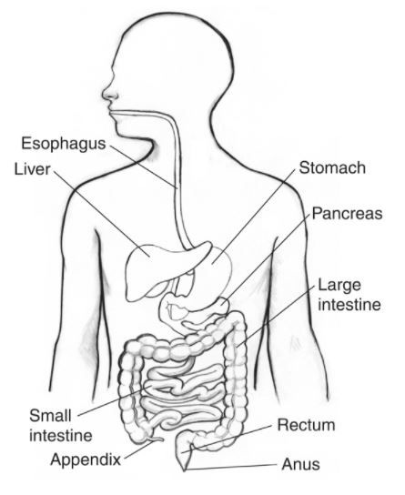 digestive system coloring page | Human body organs, Human body diagram,  Body diagram
