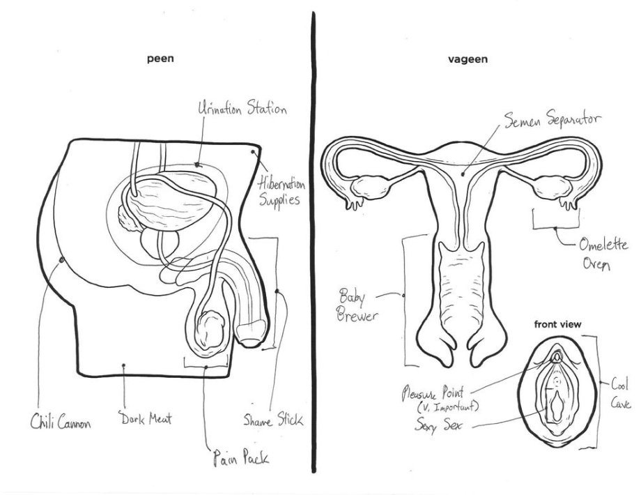 Male Female Reproductive Organs (NSFW ...