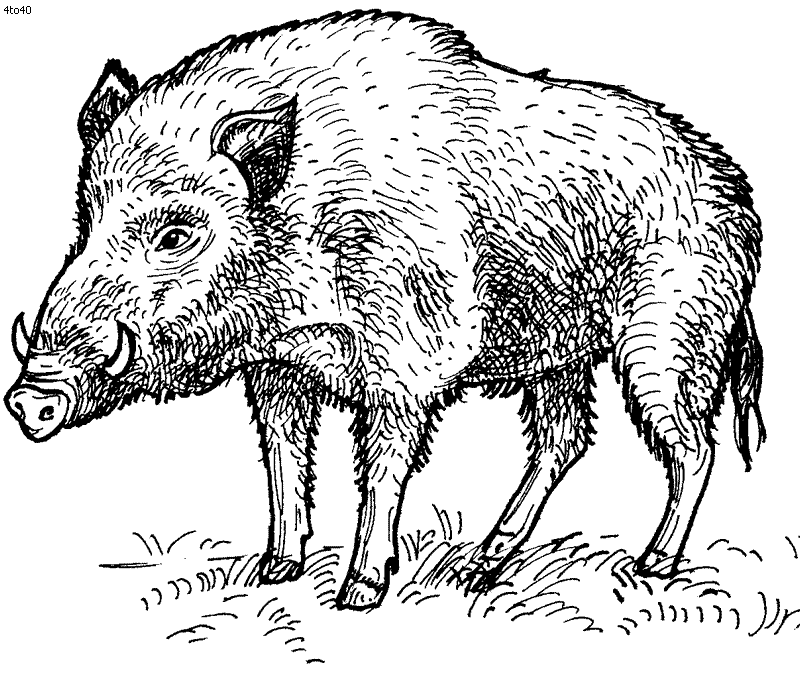 Wild Boar Coloring Pages - Get Coloring Pages