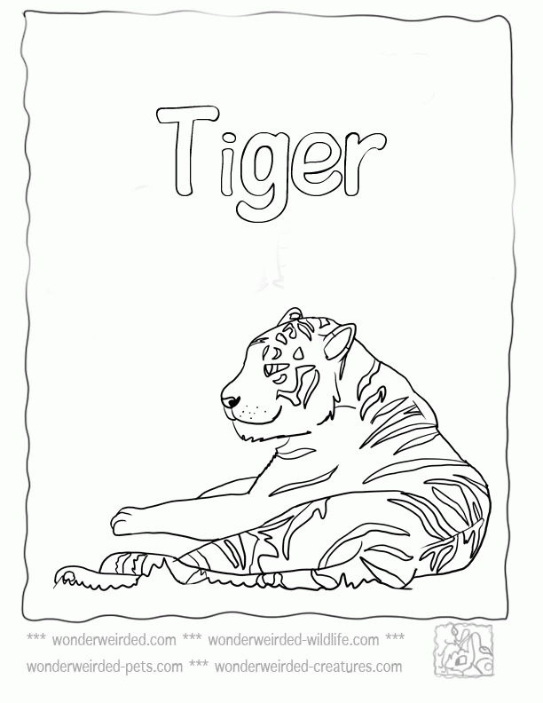 Tiger Coloring Pages,Echo's Free Coloring Pages Tiger Pictures to 