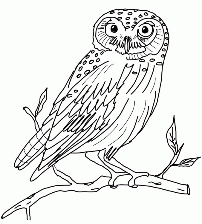 Free Coloring Pages Owls | Printable Coloring Pages For Kids