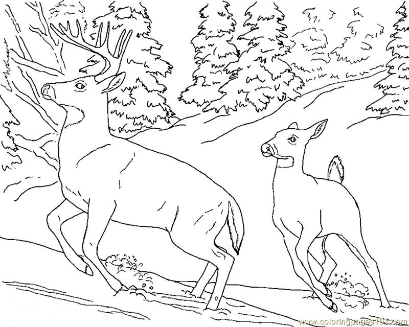 Coloring Pages Deer doe buck snow (Mammals > Deer) - free 