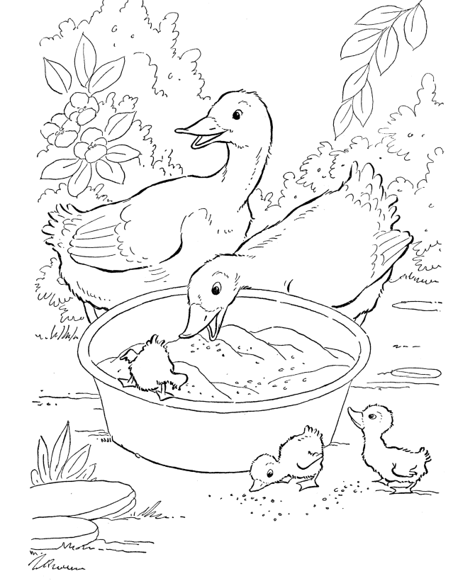 Rubber Ducky Preschool Coloring Pages - Free Printable Coloring 