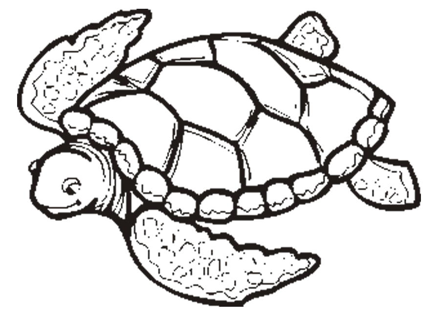 Turtle Coloring Pages Printable | Animal Coloring Pages | Kids 
