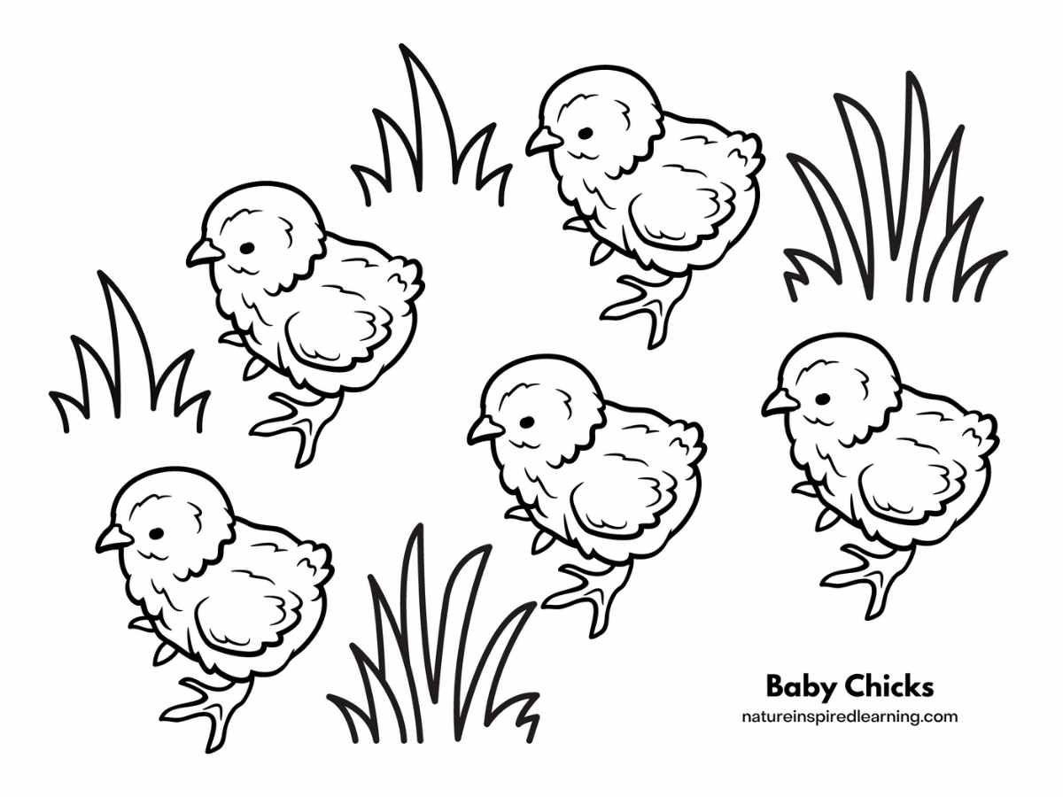 Adorable Chicken Coloring Pages - Nature Inspired Learning