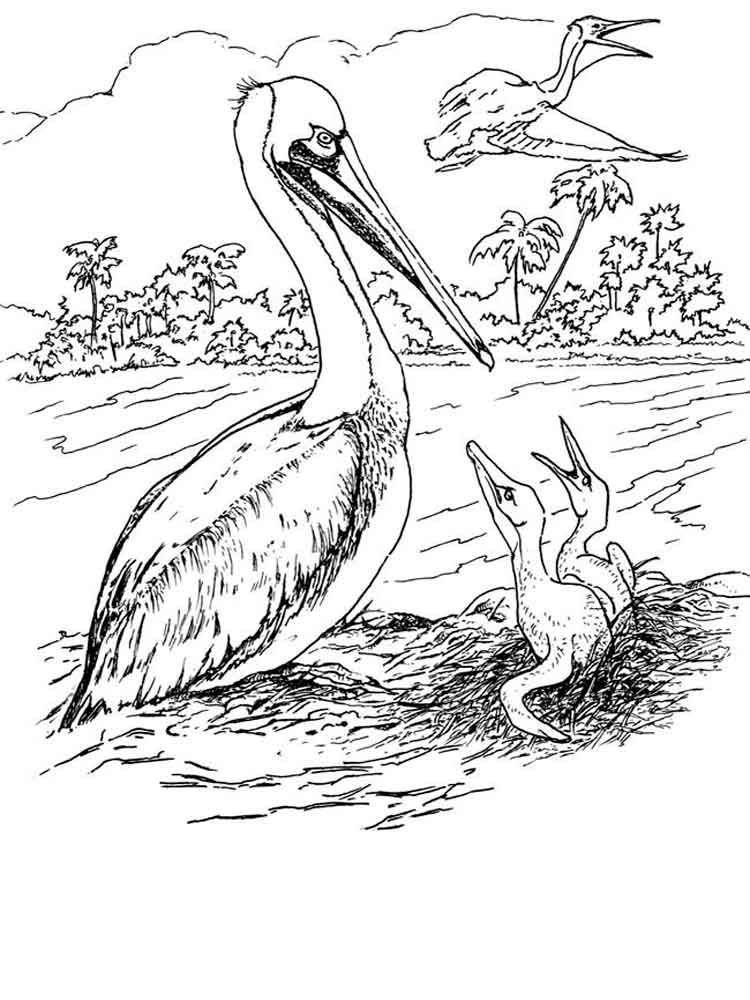 Free printable Pelicans coloring pages for kids. 1000+ best coloring page