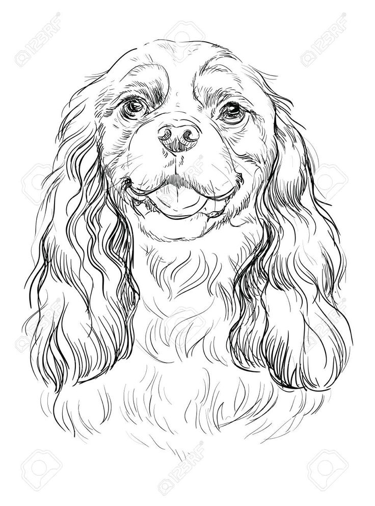 Cavalier King Charles Spaniel vector hand drawing illustration in black  color isolated on white background , #AD, … | Spaniel art, Dog drawing, Dog  drawing tutorial