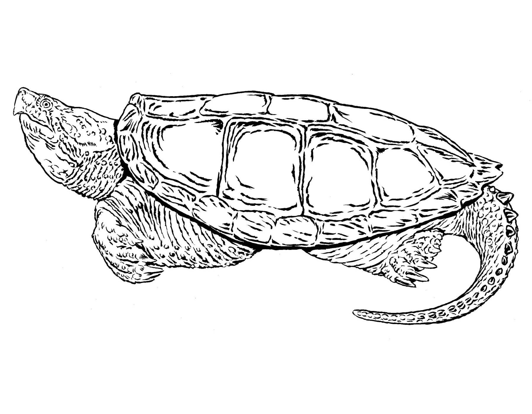 Common Snapping Turtle Control | Missouri Department of Conservation