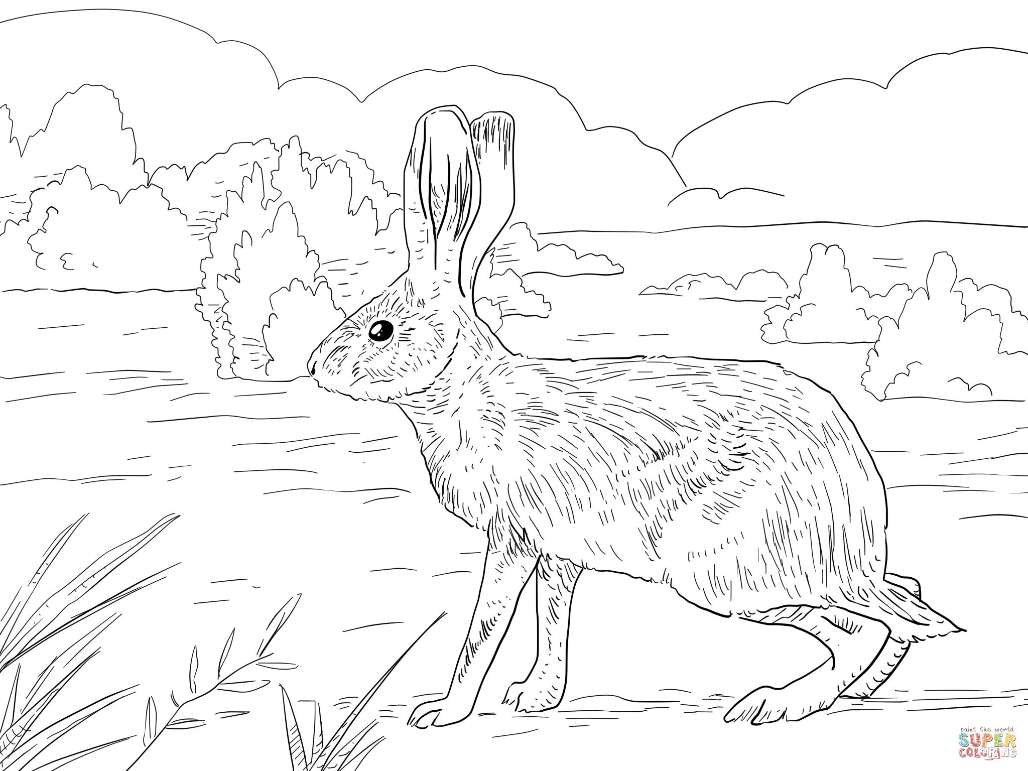 California Jack Rabbit Coloring page | SuperColoring.com | Owl coloring  pages, Bunny coloring pages, Jack rabbit