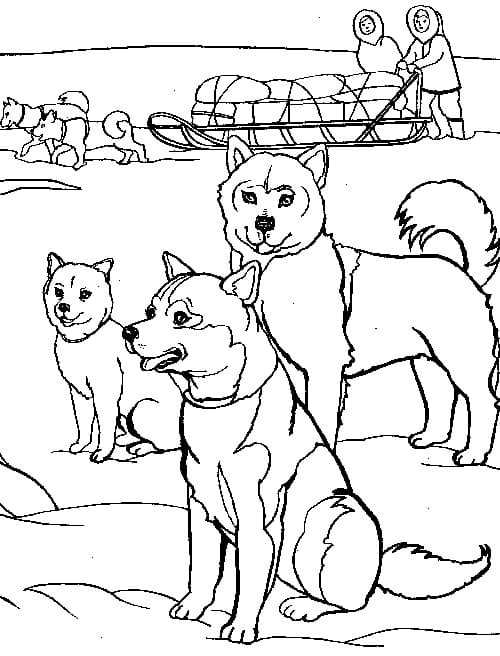 Husky Coloring Pages. Print for Free | WONDER DAY — Coloring pages for  children and adults