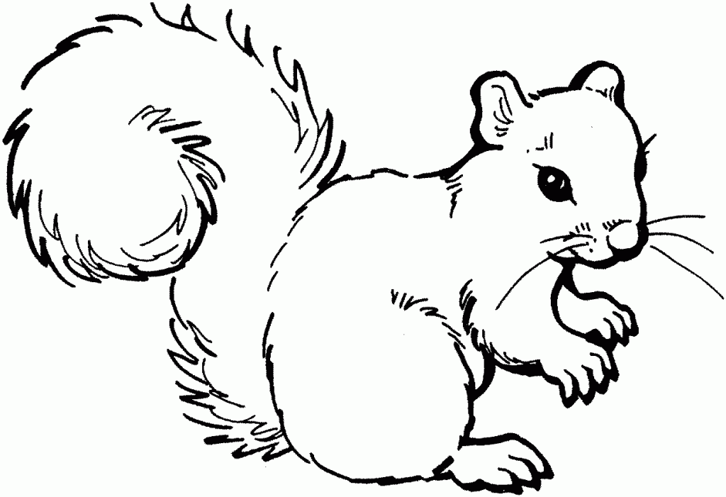 Baby Squirrels coloring pages | Coloring Pages