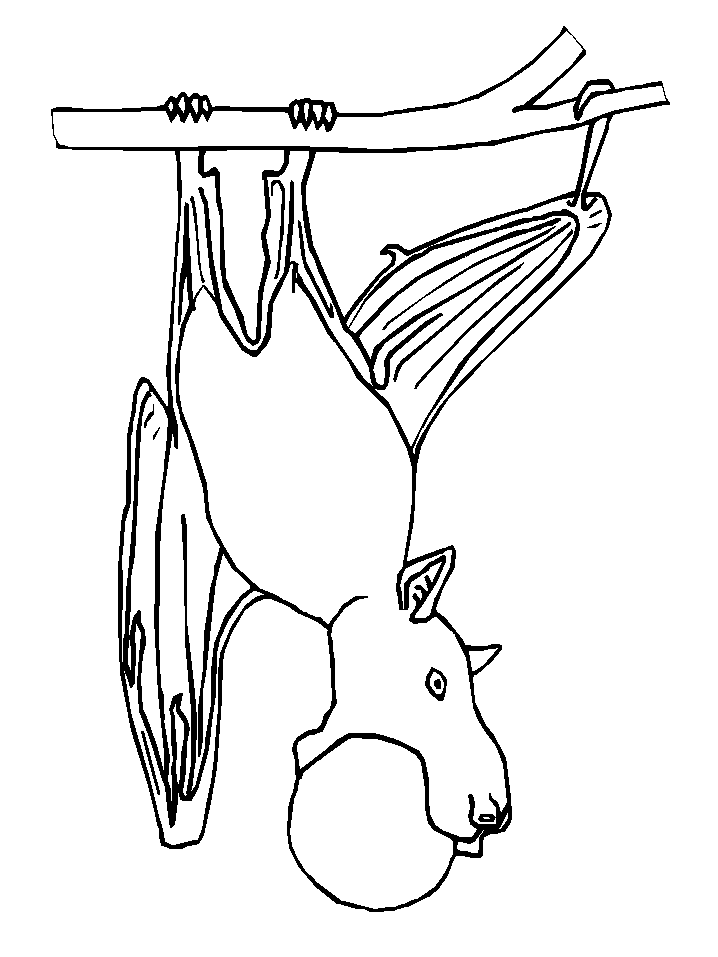 Bats 5 Animals Coloring Pages & Coloring Book